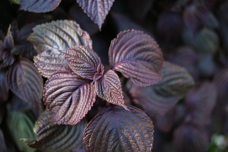 Perilla Oil: Benefits, Side Effects, Uses