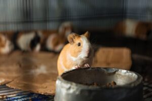 Pets for Vegans: Ethical Choices and Care Basics