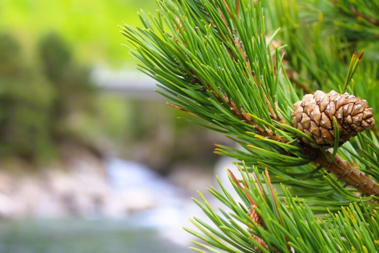 Pine Oil: Benefits, Side Effects, Uses, Recipe