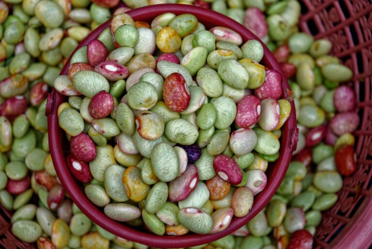 Pinto Beans vs Kidney Beans: Taste, Nutrition, and Uses