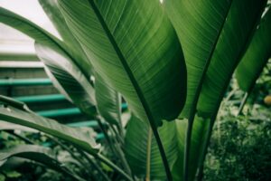 Plantain Leaf Tea: Benefits, Side Effects, Recipe