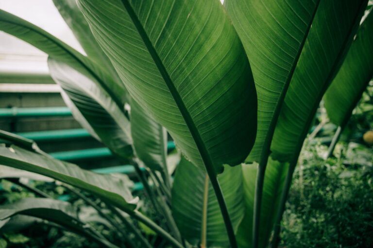 Plantain Leaf Tea: Benefits, Side Effects, Recipe