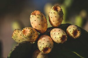Prickly Pear: Benefits, Nutrition, Side Effects