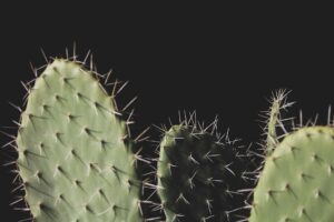 Prickly Pear Oil: Benefits, Side Effects, Uses