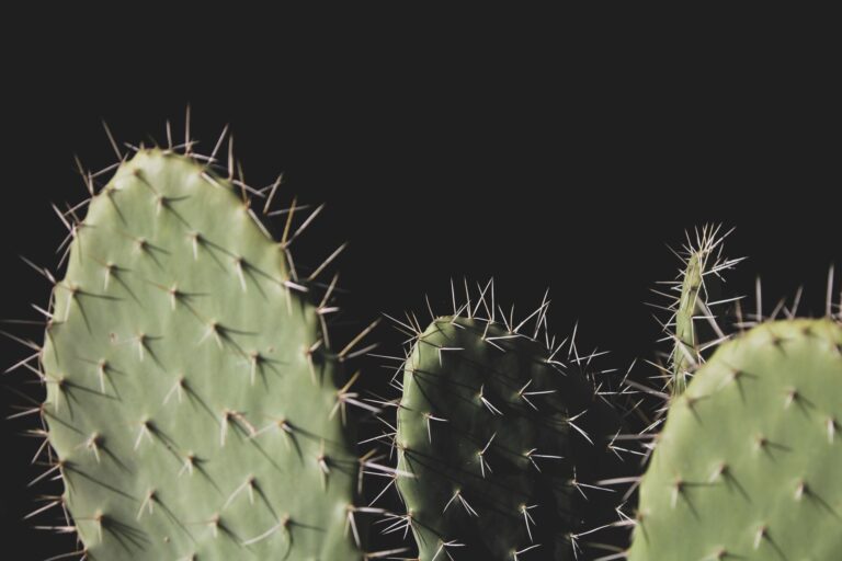 Prickly Pear Oil: Benefits, Side Effects, Uses