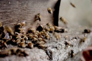 Propolis: Benefits, Side Effects, Dosage, Uses