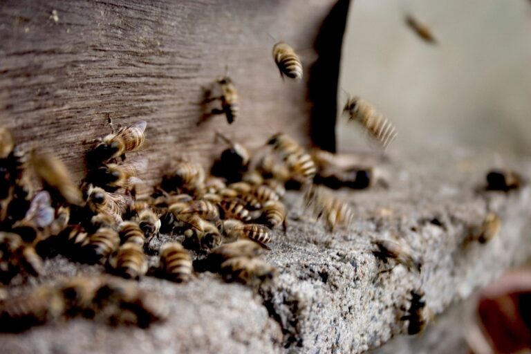 Propolis: Benefits, Side Effects, Dosage, Uses