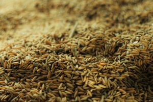 Psyllium Husk: Benefits, Side Effects, Uses