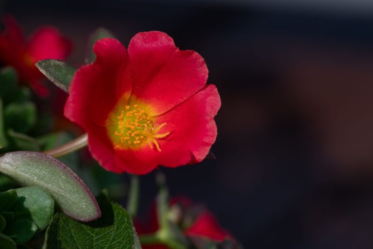 Purslane: Nutrition, Benefits, Side Effects, Uses