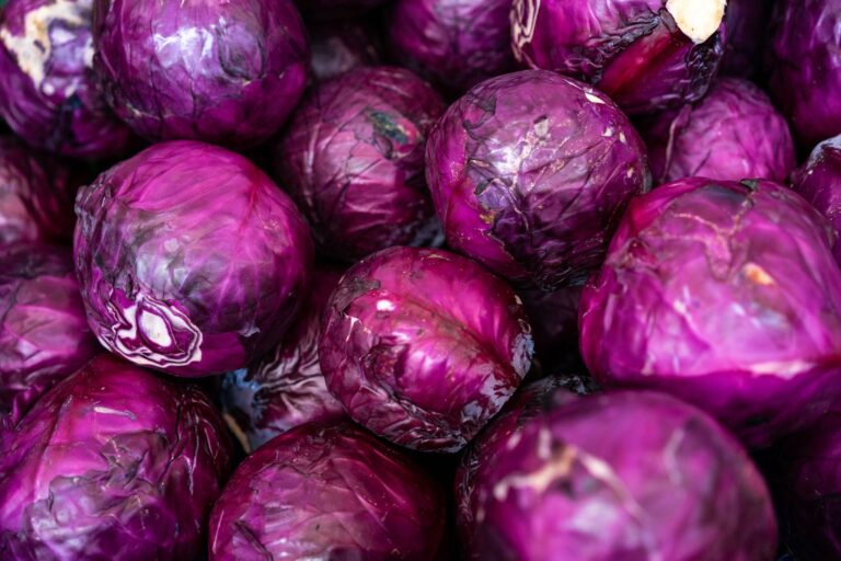 Red Cabbage Health: Benefits, Side Effects, Uses