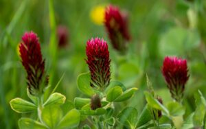 Red Clover Health: Benefits, Side Effects, Dosage