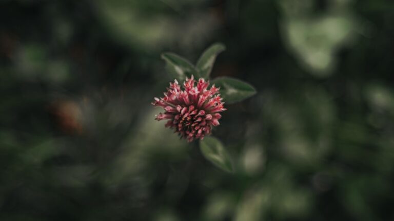 Red Clover Tea: Benefits, Side Effects, Recipe