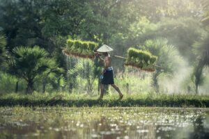 Rice Water Benefits: Skin, Hair, and Safety Tips