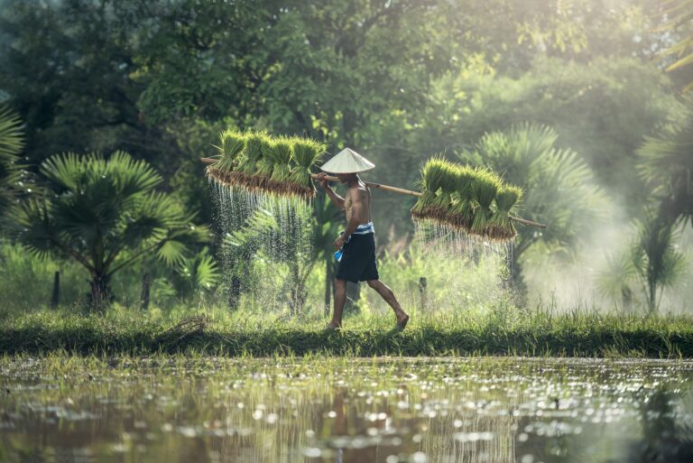 Rice Water Benefits: Skin, Hair, and Safety Tips