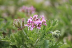 Rose Geranium Oil: Benefits, Side Effects, Uses