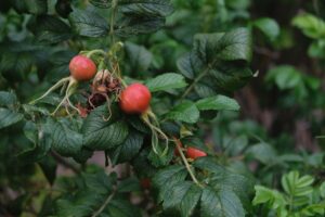 Rose Hip: Benefits, Nutrition, Side Effects, Uses