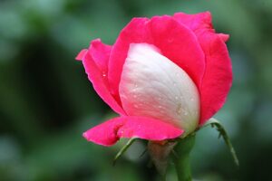 Rose Water Amazing: Benefits, Uses, Side Effects