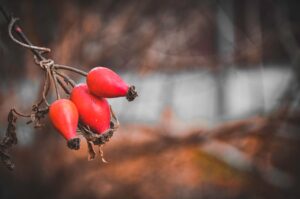 Rosehip Oil: Benefits, Side Effects, Uses, Dosage