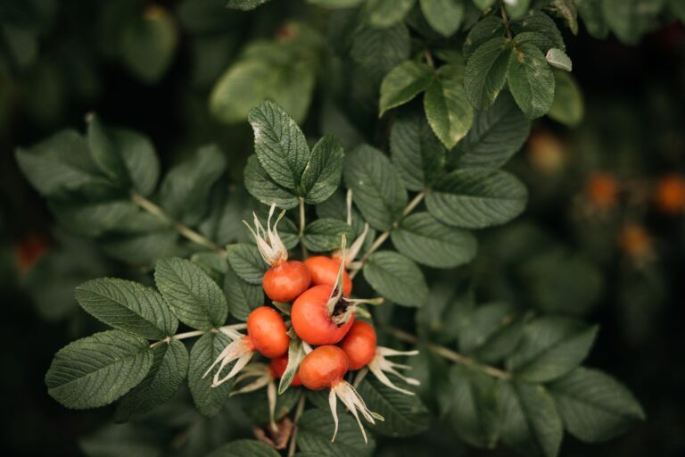Rosehip Tea: Proven Benefits, Side Effects