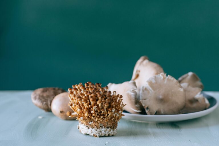 Ryze Mushroom Coffee: Ingredients, Taste, Benefits, Risks