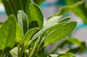 Sage: Health Benefits, Side Effects, and Uses