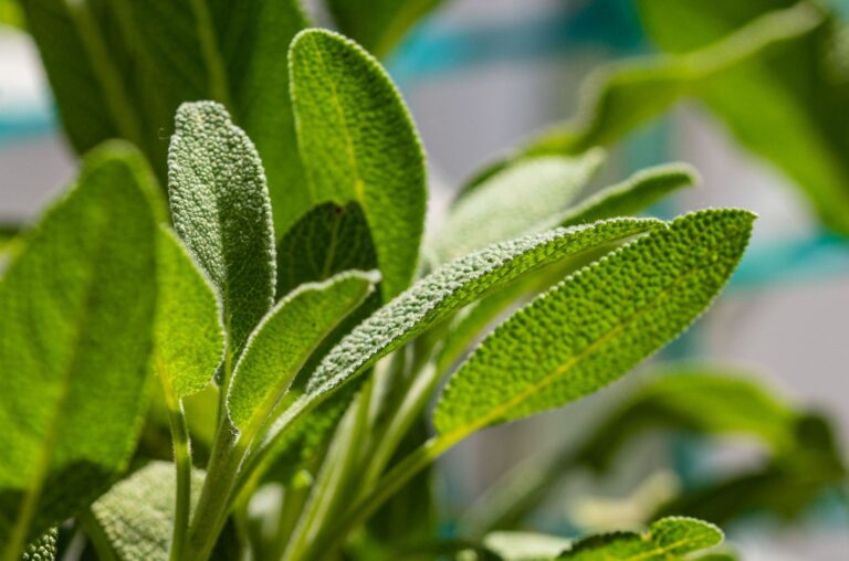 Sage: Health Benefits, Side Effects, and Uses