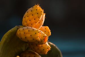 Saguaro Fruit: Benefits, Nutrition, Side Effects