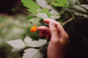 Salmonberries: Benefits, Nutrition, Side Effects