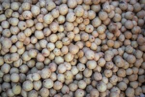 Santol: Benefits, Nutrition, Side Effects, Uses
