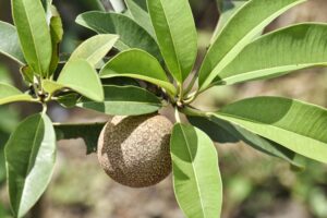 Sapodilla: Benefits, Nutrition, Side Effects, Uses