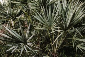 Saw Palmetto: Benefits, Side Effects, Dosage, Uses