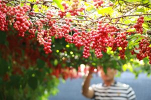 Schisandra Berry Tea: Benefits, Side Effects
