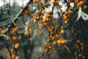 Sea Buckthorn Juice: Benefits, Side Effects