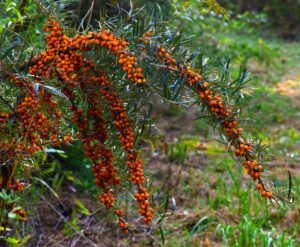 Sea Buckthorn Oil: Benefits, Side Effects, Uses