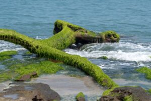 Sea Moss: Benefits, Side Effects, Dosage, Uses