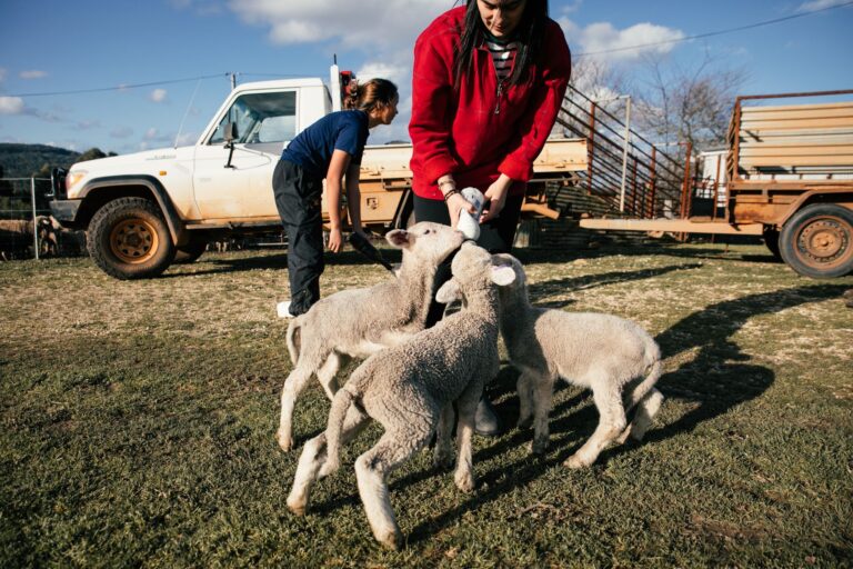 Sheep Milk: Nutrition, Benefits, Side Effects, Uses
