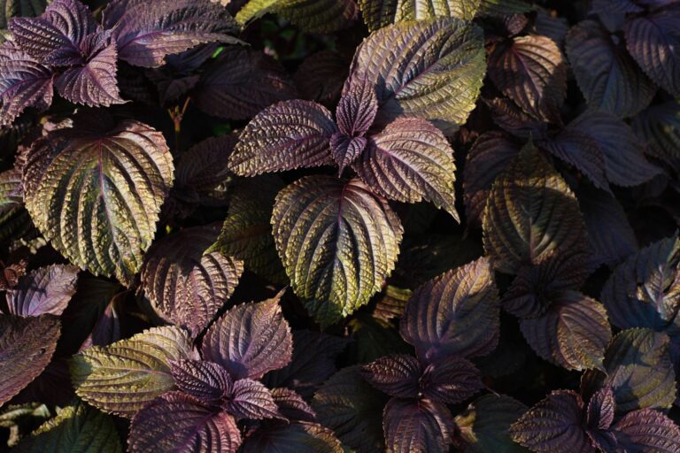 Shiso Tea: Benefits, Side Effects, Dosage, Recipe