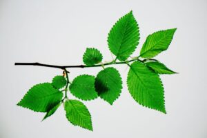 Slippery Elm: Benefits, Side Effects, Dosage, Uses