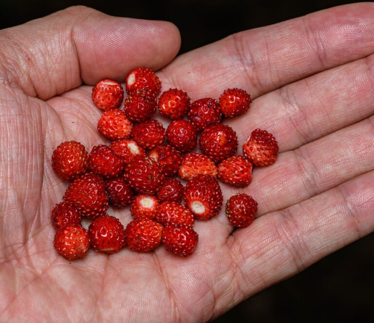 Small Fruits Names List: 25 Common Picks from A to Z