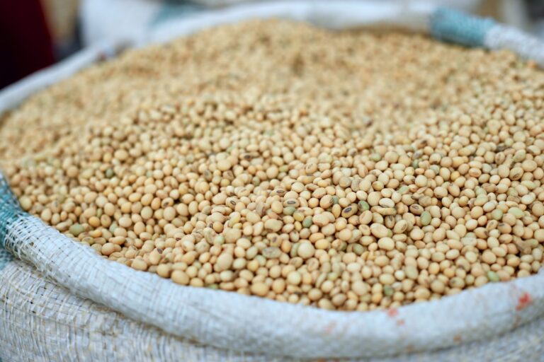 Vegan Bcaa Sources: Top Plant Proteins for Recovery