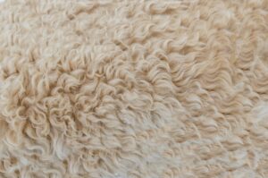 Vegan Wool Alternatives: Warmth without the Fleece Trade-Offs