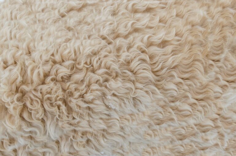 Vegan Wool Alternatives: Warmth without the Fleece Trade-Offs