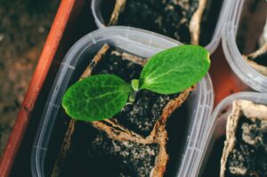 Vegetables that Start with X: Rare Names and Edge Cases