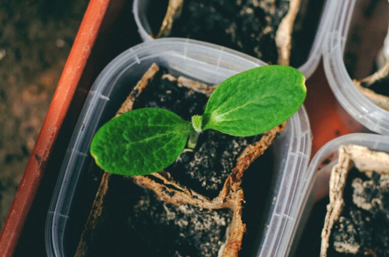 Vegetables that Start with X: Rare Names and Edge Cases