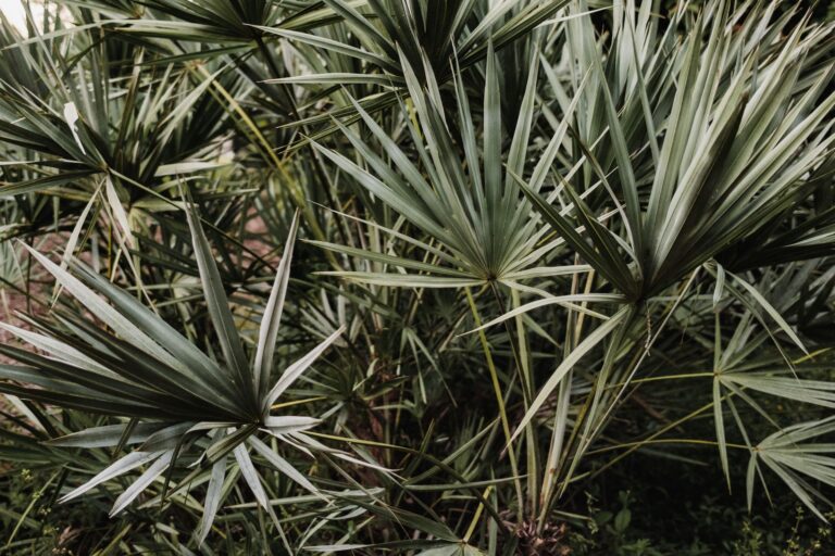 What Foods Are High in Saw Palmetto? A Practical Reality Check