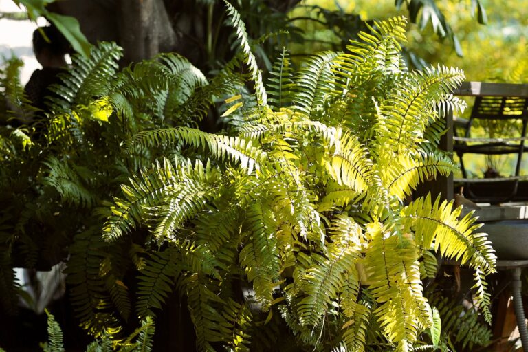 What to Plant with Ferns in Pots? 12 Shade-Loving Pairings