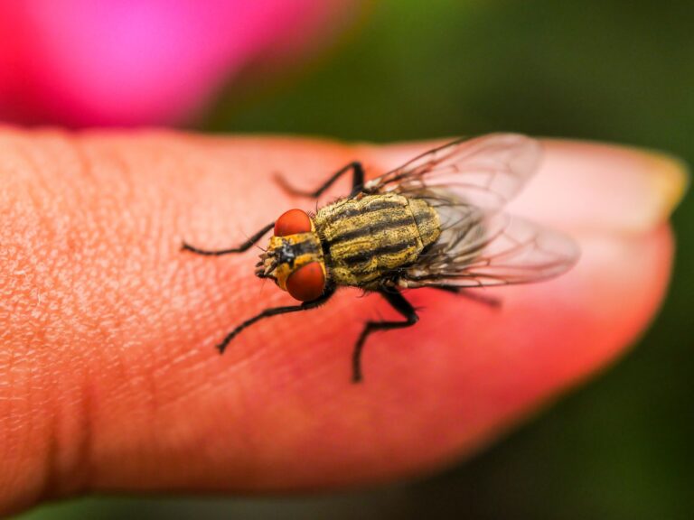 Why Are There so Many Flies in My House All of A Sudden? 7 Hidden Causes and Quick Fixes