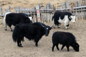 Yak Milk: Nutrition, Benefits, Side Effects