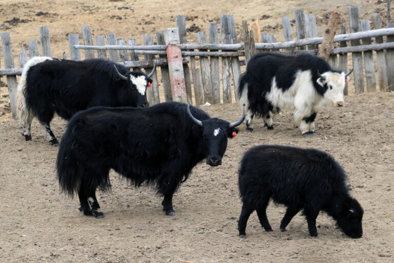 Yak Milk: Nutrition, Benefits, Side Effects