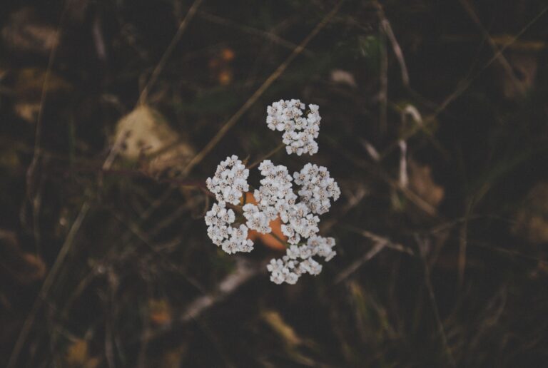 Yarrow Tea: Benefits, Side Effects, Dosage, Recipe